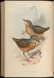 Pitta Nipalensis = Hydrornis Nipalensis